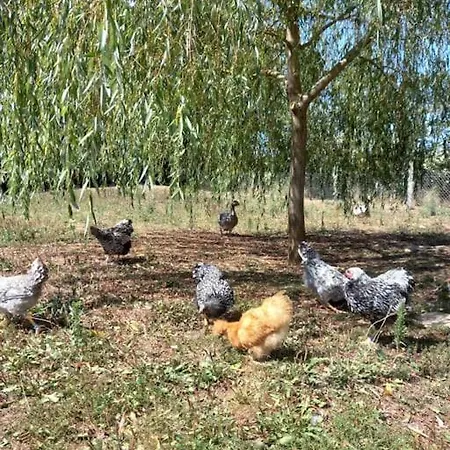 La Grange De Baffol Hébergement de vacances Saint-Chamarand